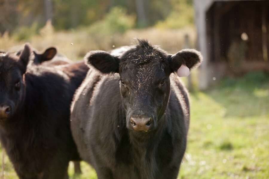 columbus ohio farm engagement with cows