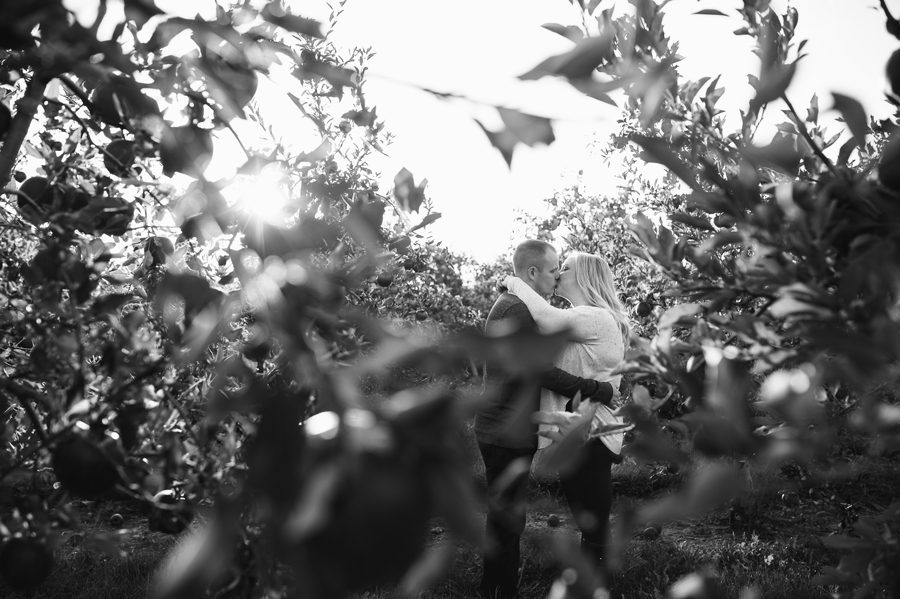 engaged couple kissing between apple trees