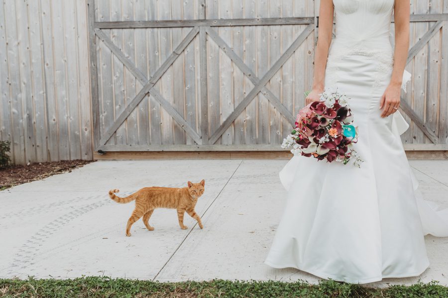 stray cat by bride at wedding