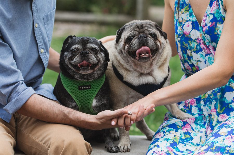engaged couple hold hands with dogs at park