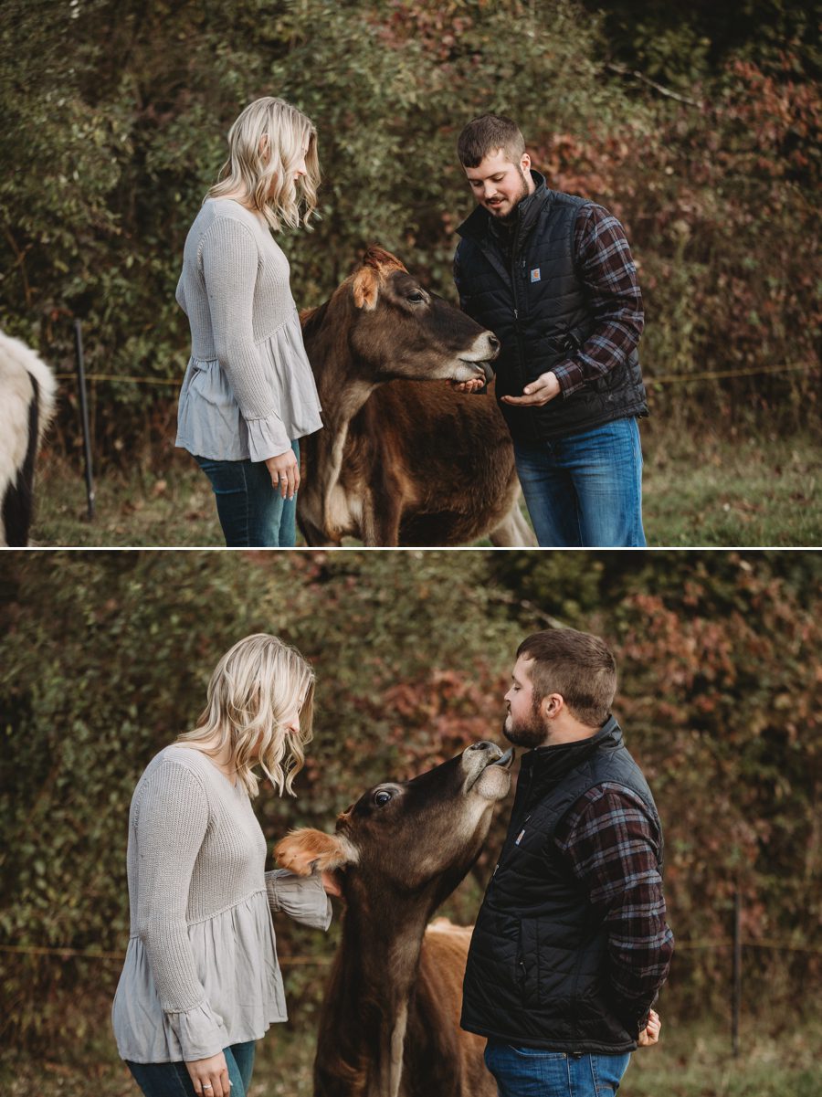engaged couple feeding their pet cow