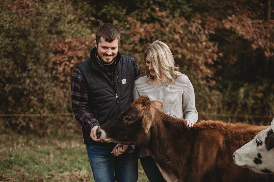 engaged couple smiling while feeding cow at Camping Engagement Photos in Mount Vernon Ohio