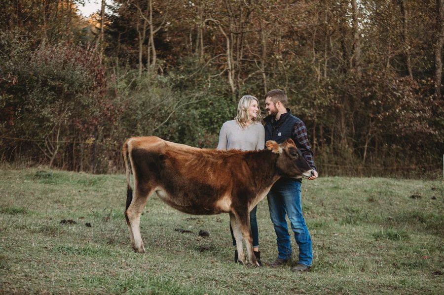 Camping Engagement Photos with engaged couple looking at each other with their cow in Mount Vernon Ohio