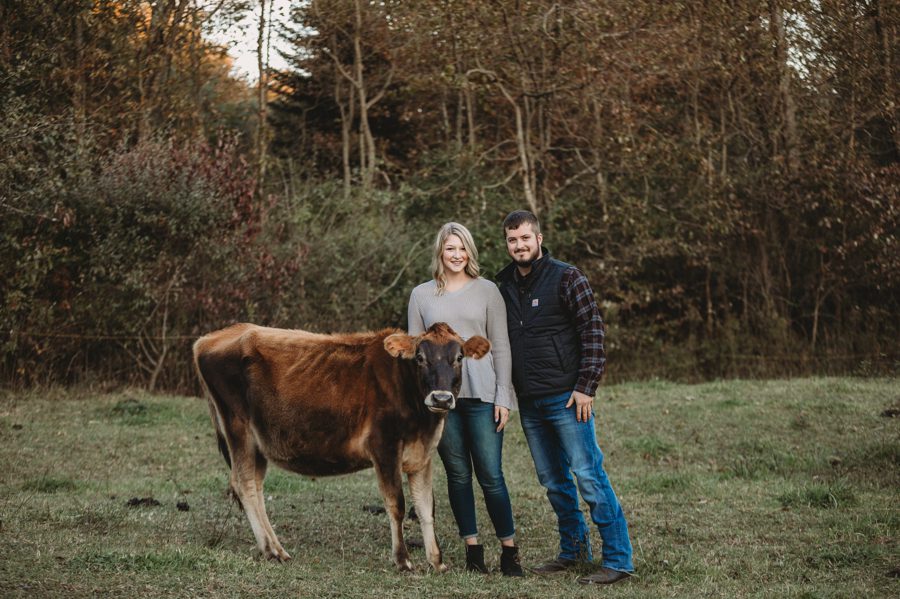 engaged couple posing with their cow for Camping Engagement Photos in Mount Vernon Ohio
